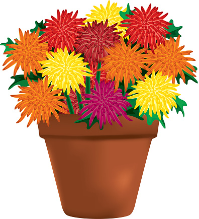 Multi-colored Chrysanthemums in a Clay Pot