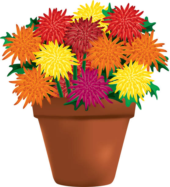 Multi-colored Chrysanthemums in a Clay Pot vector art illustration