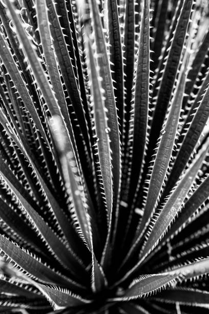 Sharp Teeth Line The Edges of Yucca Leaves in Big Bend desert