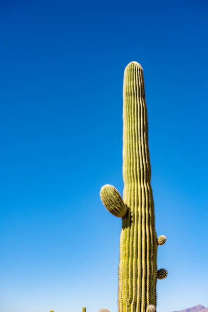 Tall Saguaro Cactus With Three Small Arms Beginning to Grow Out in front of blue sky