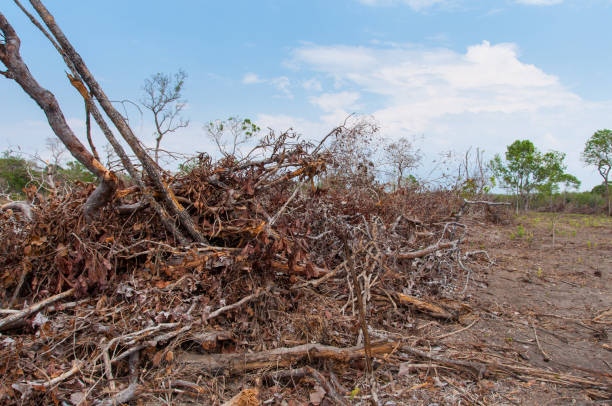 istock deforestation of native vegetation in central brazil 1353510346