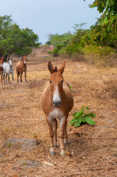 istock cute mule looking straight at the camera 1353510354