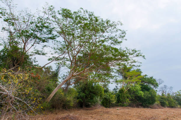 istock Phototropic growth vegetation and trees 1353510383