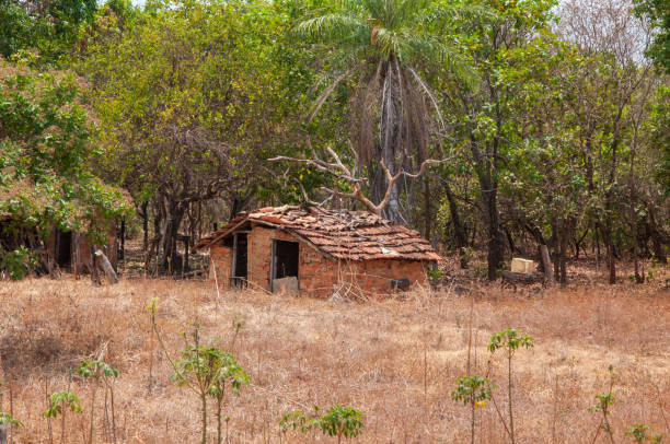 istock abandoned hut in the cerrado 1353510389