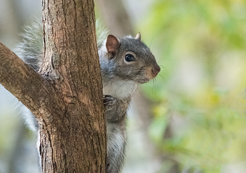 An adorable squirrel perched in a tree, nibbling on a peanut with its tiny paws.