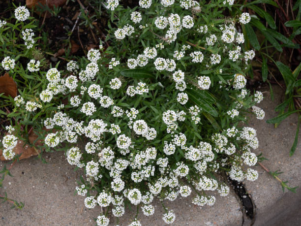 istock Beautiful Alyssum Flowers Growing on the Kerb 1353512879