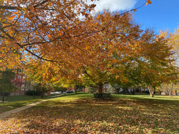istock Orange Tree and Park Bench in November 1353513013