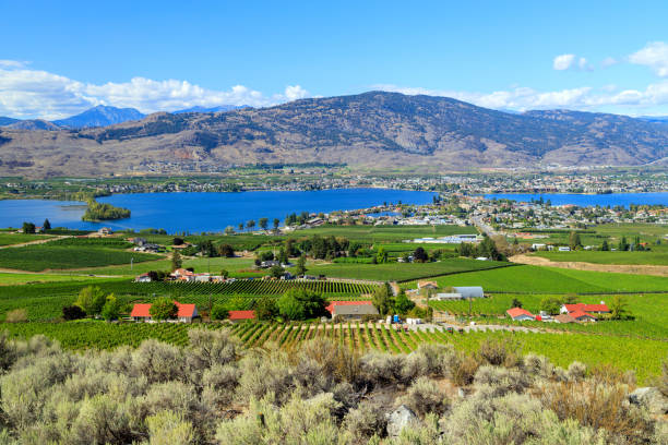 krajobraz doliny osoyoos lake okanagan - okanagan vineyard canada orchard zdjęcia i obrazy z banku zdjęć