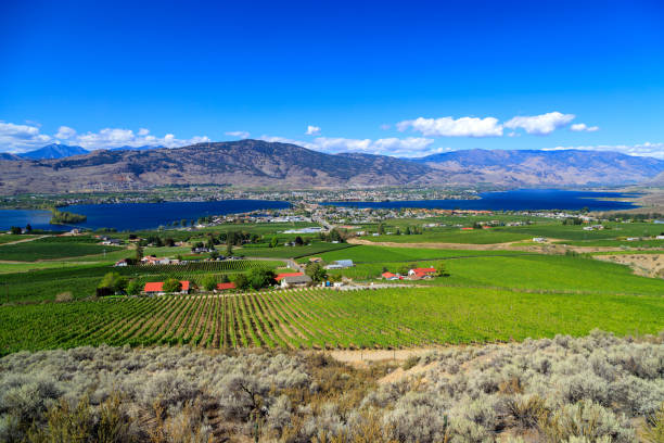 krajobraz doliny osoyoos lake okanagan - okanagan vineyard canada orchard zdjęcia i obrazy z banku zdjęć