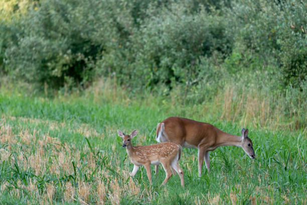 istock A whitetail doe and its fawn grazing in a grassy meadow. 1353514567