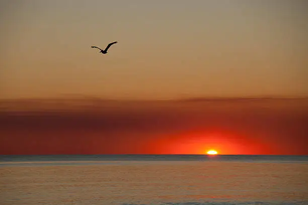 A seagull captured in flight during sunset on the Gulf of Mexico near Destin, Florida.