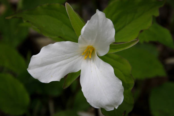 istock White Trilliums - Ontario 1353515615