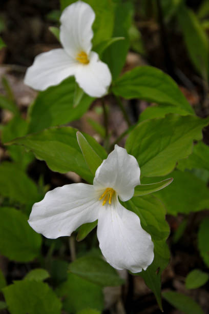 istock White Trilliums - Ontario 1353515619