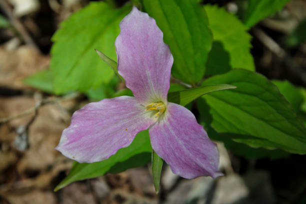 White Trillium close-up