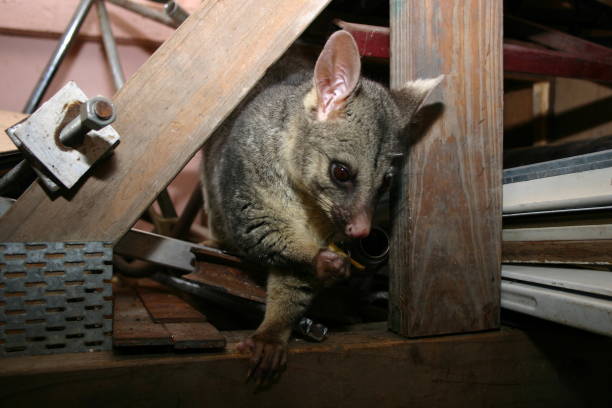 istock Brushtail Possum hiding in the rafters eating fruit 1353518608