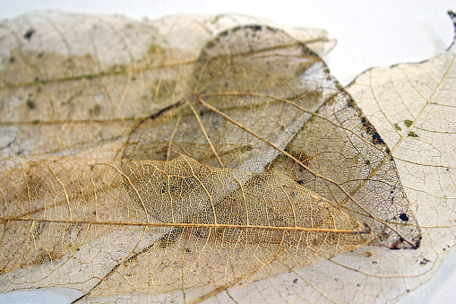 A collection of fragile, delicate, skeleton leaves, with a heart-shaped one in the centre.