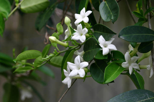 Stephanotis Vine close-up stock photo