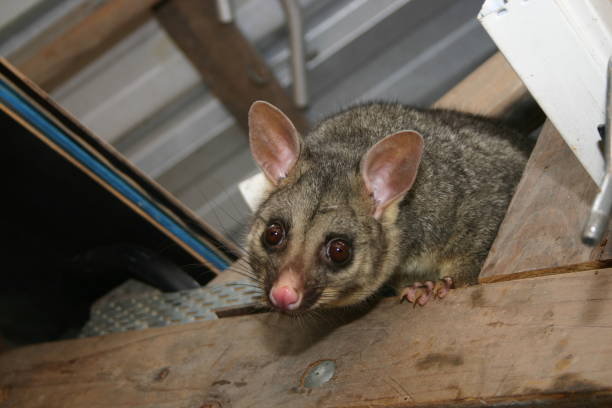 istock Brushtail Possum in the Shed Rafters 1353518756