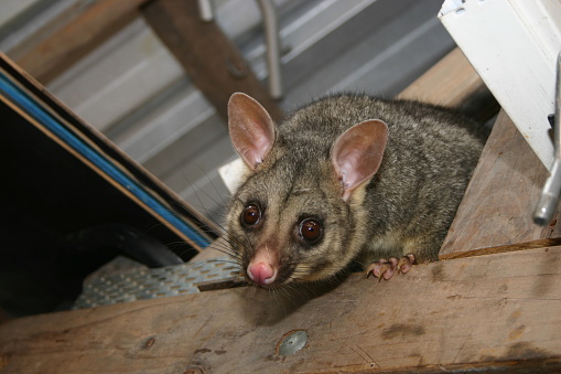 A cheeky brushtail possum exploring the rafters of a backyard shed roof. Is there food in here? Can I make a nice home in here? Gold Coast, Australia.