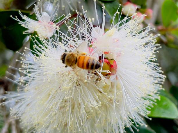 istock Flowering Lilly Pilly Tree with Honey Bee 1353518825