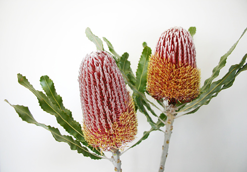 Photo of Menzies' Banksia or Firewood banksia flower, in the family Proteaceae. Pale background. Beautiful, structural flower head, with long serrated leaves. Red and white, with yellow pollen appearing as the flower ages and opens. Native to Western Australia. Used extensively in floral design as a great cut-flower with long vase life. It is also used in dry and lasting flower arrangements as it keeps its shape and structure well.
