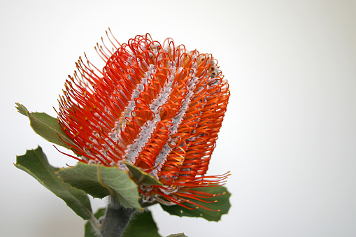 Portrait of a Banksia Coccinea, otherwise known as a scarlet banksia, Waratah banksia or Albany banksia. A red and pale grey bloom, native to Western Australia. Used in floral design in both fresh and dried bouquets and flower arrangements. Long lasting bloom, great as a cut flower. Soft grey inside with outer parts of red loops and spikes make it a very interesting in both colour and structure.