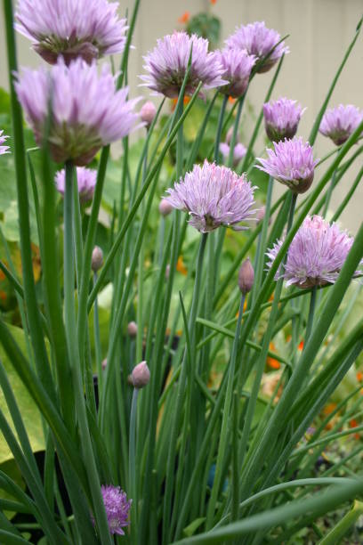 istock chive plant with edible stems and flowers 1353519427