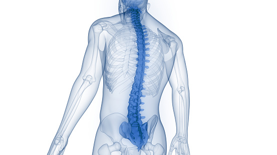 Columna vertebral de la médula espinal de la anatomía del sistema del esqueleto humano photo
