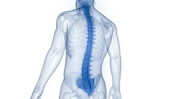 3D Illustration Concept of Spinal Cord Vertebral Column of Human Skeleton System Anatomy