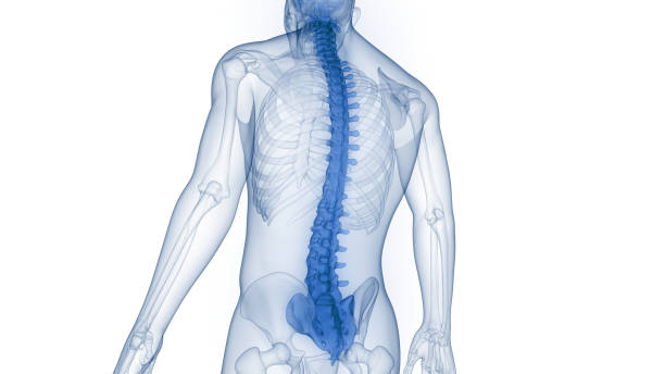spinal cord vertebral column of human skeleton system anatomy - spinal imagens e fotografias de stock