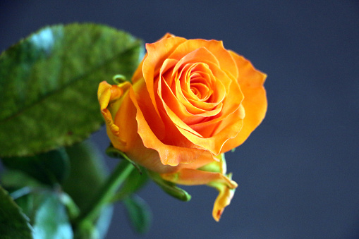 A super bright solid orange rose variety, on a dark background with leaves.