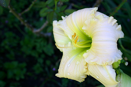 Beautiful fully-open day-lily flower in the garden. Dark green garden blurred background copy-space.