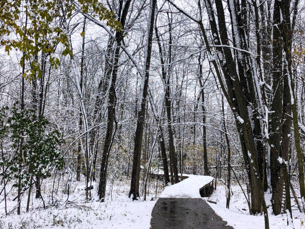 istock Wintery scene at Wisconsin nature center 1353519673