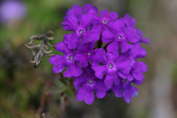 Beautiful rich purple verbena flowerhead. Muted blurred background.