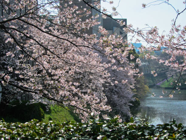 istock Cherry Blossoms in Tokyo 1353520311