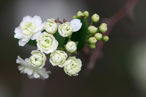 Close up of the white flowers and buds of the Spiraea cantoniensis ‘Lanceata’, or May bush.