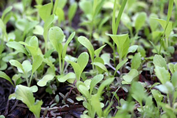 Seedlings sprouting - lettuce, celosia, rocket Fresh green seedlings sprouting in rich dark soil. Rabbits ear lettuce, salad rocket, and edible celosia. microgreens stock pictures, royalty-free photos & images