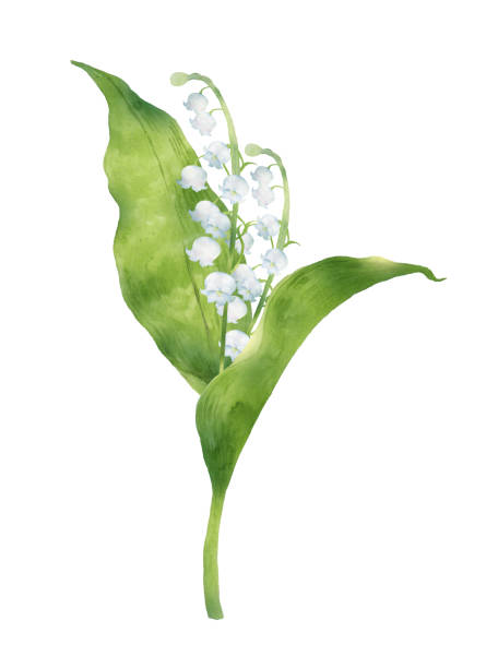 ilustrações, clipart, desenhos animados e ícones de lírio de aquarela do vale - lily of the valley