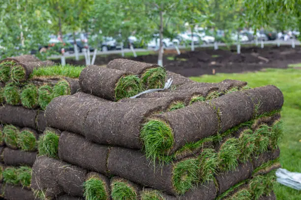Stack of turf grass rolls for lawn. roll of sod, turf grass roll for landscaping. Installation of modern landscape and environment.