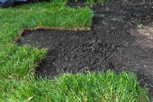 istock Landscaping, laying new sod in a park or backyard 1353522463