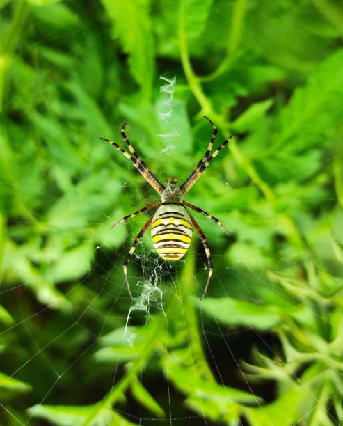 wasp spider (argiope bruennichi) standing in his web on a greenbackground - getingspindel bildbanksfoton och bilder