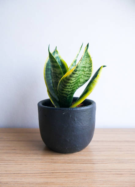 istock Plant Sansevieria in the white ceramic pots on the wooden table. 1353523882
