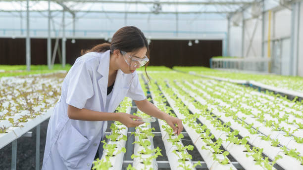 wissenschaftler, der in hydroponischen gewächshausfarmen, clean food und lebensmittelwissenschaftskonzept arbeitet - agriculture greenhouse research science stock-fotos und bilder