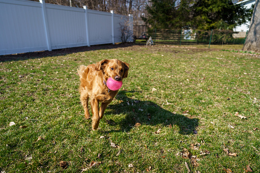 A Golden Retriever dog runs at high speed in the back yard carrying toy ball in a game of fetch.