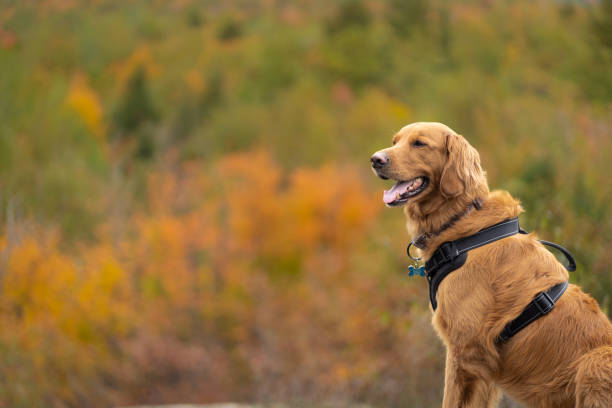 sentado retrato de otoño perro retriever - golden retriever dog autumn leaf fotografías e imágenes de stock