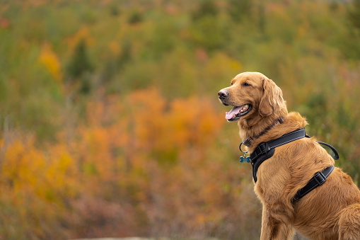 A portrait of a Golden Retriever dog sitting an a rock surface in front of an autumnal background.  The shot is from the side and the pet dog is wearing a black harness there is plenty of copy space.