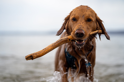 A Golden Retriever dog emerging from the lake with a stick in his mouth he is retrieving to shore.  This pet loves to play in the water and fetch thrown objects.