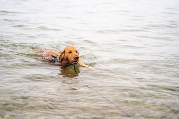 istock Swimming Golden Retriever with Stick 1353527536