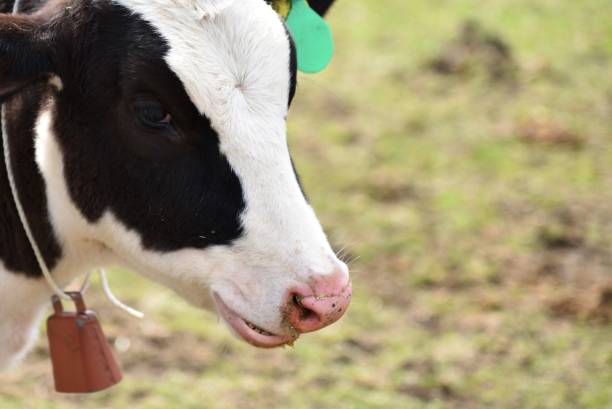 istock Close up of a cow 1353529498