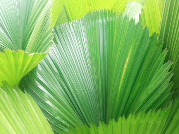 istock Licuala grandis leaves 1353529563